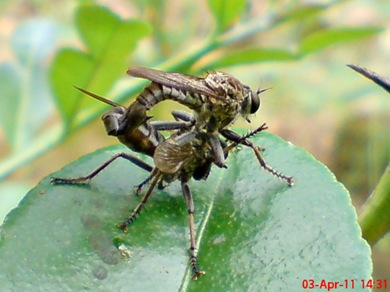 robber fly mating 04