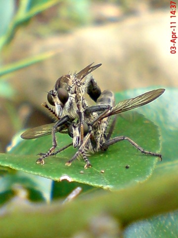 [robber fly mating 07[4].jpg]