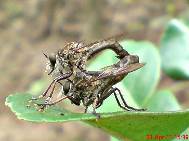 [robber fly mating 05[4].jpg]