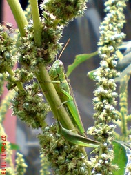 Oxya chinensis 5 Oxya chinensis 5