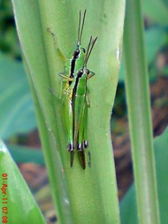 grasshopper_belalang_Oxya chinensis 3 grasshopper_belalang_Oxya chinensis 3