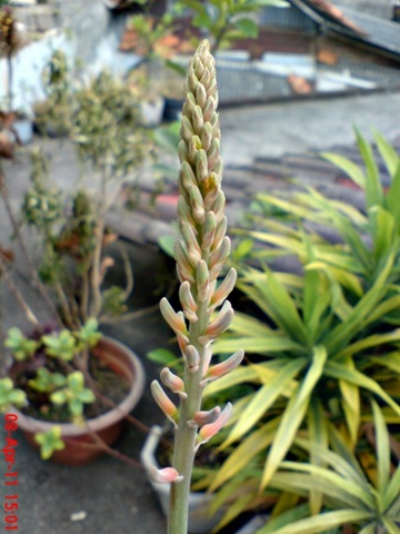 [medicinal plant_Aloe vera_lidah buaya 3[7].jpg]