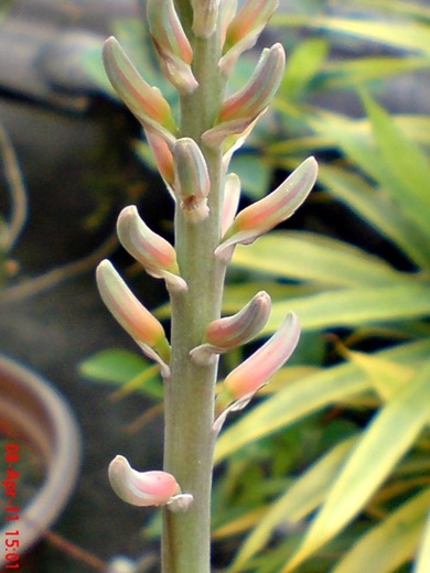 medicinal plant_Aloe vera_lidah buaya 4