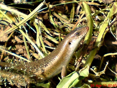 East Indian Brown Mabuya_Eutropis multifasciata_kadal kebun