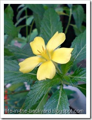 Turnera ulmifolia_ramgoat dashalong 5 Turnera ulmifolia_ramgoat dashalong 5