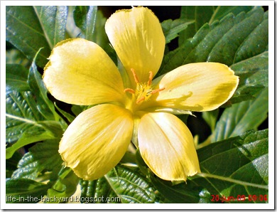 yellow Turnera ulmifolia 03 yellow Turnera ulmifolia 03