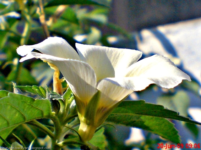 [white alder Turnera subulata bunga pukul delapan 09[7].jpg]