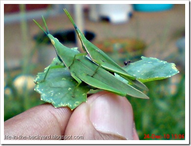 Grasshopper mating_Atractomorpha crenulata 5