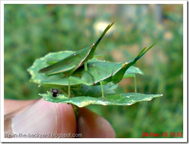 Grasshopper mating_Atractomorpha crenulata 4