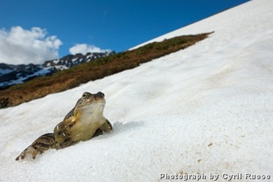 Rana temporaria_snow frog_katak salju 1