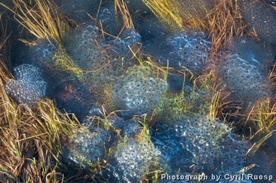 snow frog egg