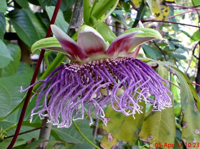 Passiflora quadrangularis_Markisa Besar_Erbis_Giant Granadila 02