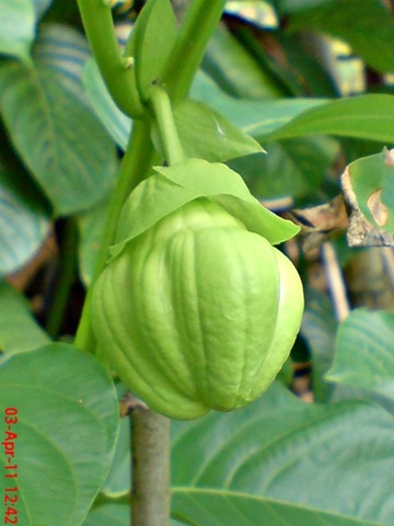 [Passiflora quadrangularis_Markisa Besar_Erbis_Giant Granadila 29[4].jpg]