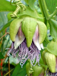 Passiflora quadrangularis_Markisa Besar_Erbis_Giant Granadila 32