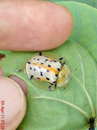 Aspidomorpha miliaris_tortoise beetles 03