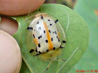 Aspidomorpha miliaris_tortoise beetles 04