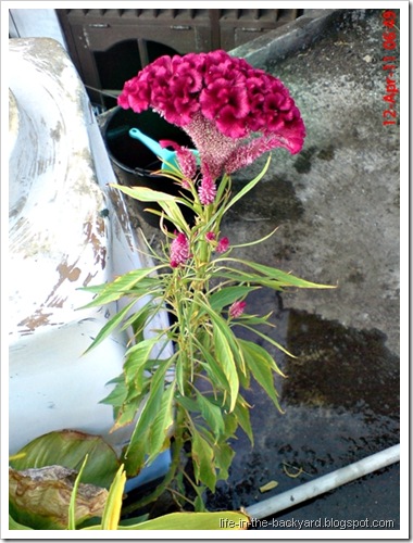 bunga jengger ayam_Celosia cristata 02