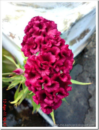 bunga jengger ayam_Celosia cristata 08