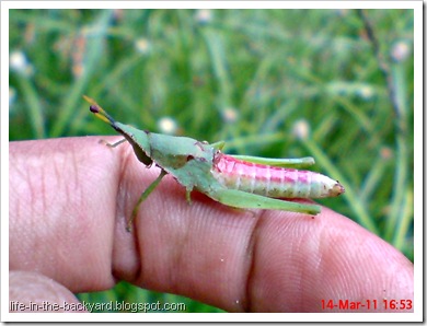 green grasshopper attacked by wasp 3