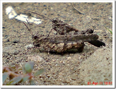 brown grasshopper mating 10