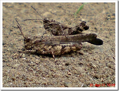 brown grasshopper mating 16