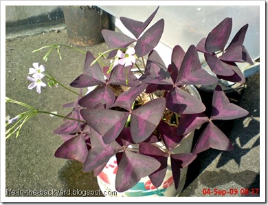 Oxalis triangularis_False Shamrock 1