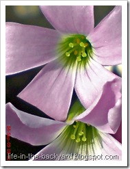 Oxalis triangularis_False Shamrock 3