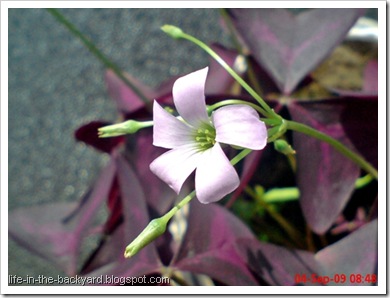 Oxalis triangularis_False Shamrock 8