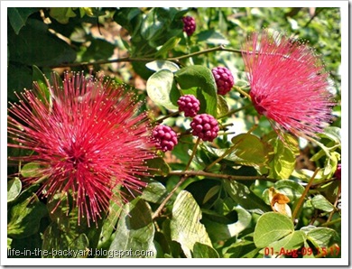 Calliandra tergemina_Kaliandra_Powderpuff Plant 05