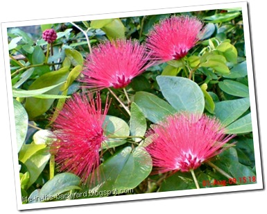 Calliandra tergemina_Kaliandra_Powderpuff Plant 07