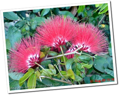 Calliandra tergemina_Kaliandra_Powderpuff Plant 08