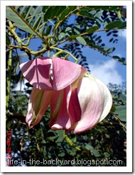 Sesbania grandiflora_turi merah 28 Sesbania grandiflora_turi merah 28