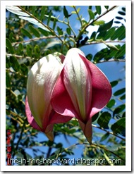 Sesbania grandiflora_turi merah 88 Sesbania grandiflora_turi merah 88