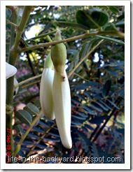Sesbania grandiflora_turi putih 02