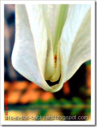 Sesbania grandiflora_turi putih 13 Sesbania grandiflora_turi putih 13