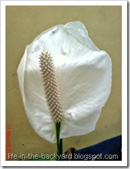 Spathiphyllum wallisii_Peace Lily 14