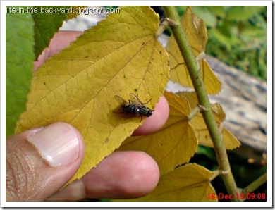 Fly Mating_Musca domestica_Lalat Rumah_House Fly 3