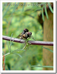Fly Mating_Musca domestica_Lalat Rumah_House Fly 1 Fly Mating_Musca domestica_Lalat Rumah_House Fly 1