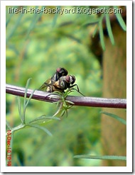 Fly Mating_Musca domestica_Lalat Rumah_House Fly 1