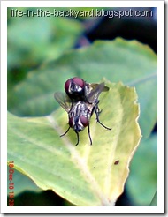 Fly Mating_Musca domestica_Lalat Rumah_House Fly 7