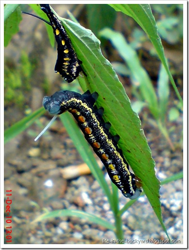 caterpillar molting 5