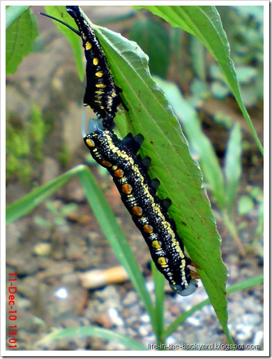 caterpillar molting 4