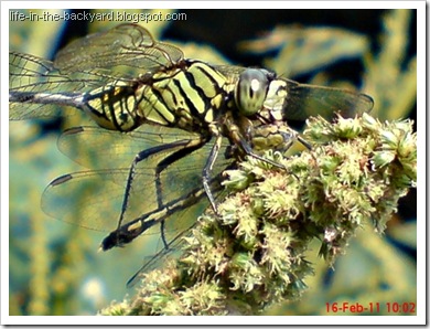 dragonfly eating dragonfly _foto capung badak makan capung 2