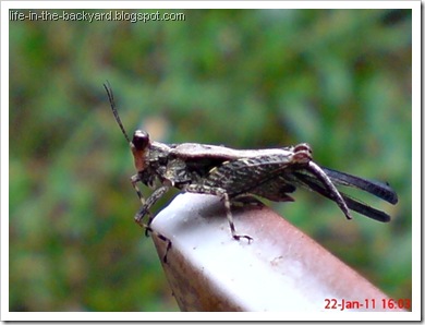 brown grasshopper with orange face3 brown grasshopper with orange face3