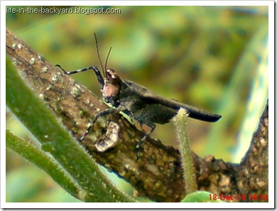 brown grasshopper with orange face5 brown grasshopper with orange face5