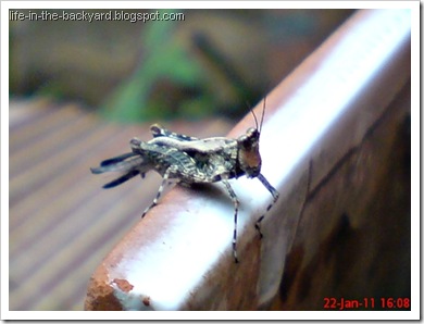 brown grasshopper with orange face4 brown grasshopper with orange face4