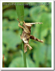 brown grasshopper5