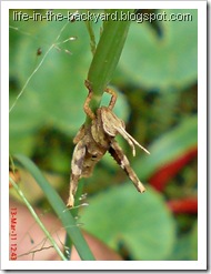 brown grasshopper9