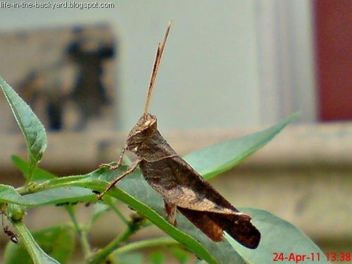 [brown grasshopper10[7].jpg]