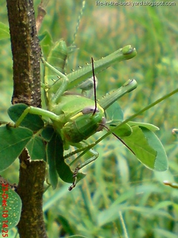 [Valanga nigricornis_Javanese Grasshopper_belalang kayu 3[7].jpg]